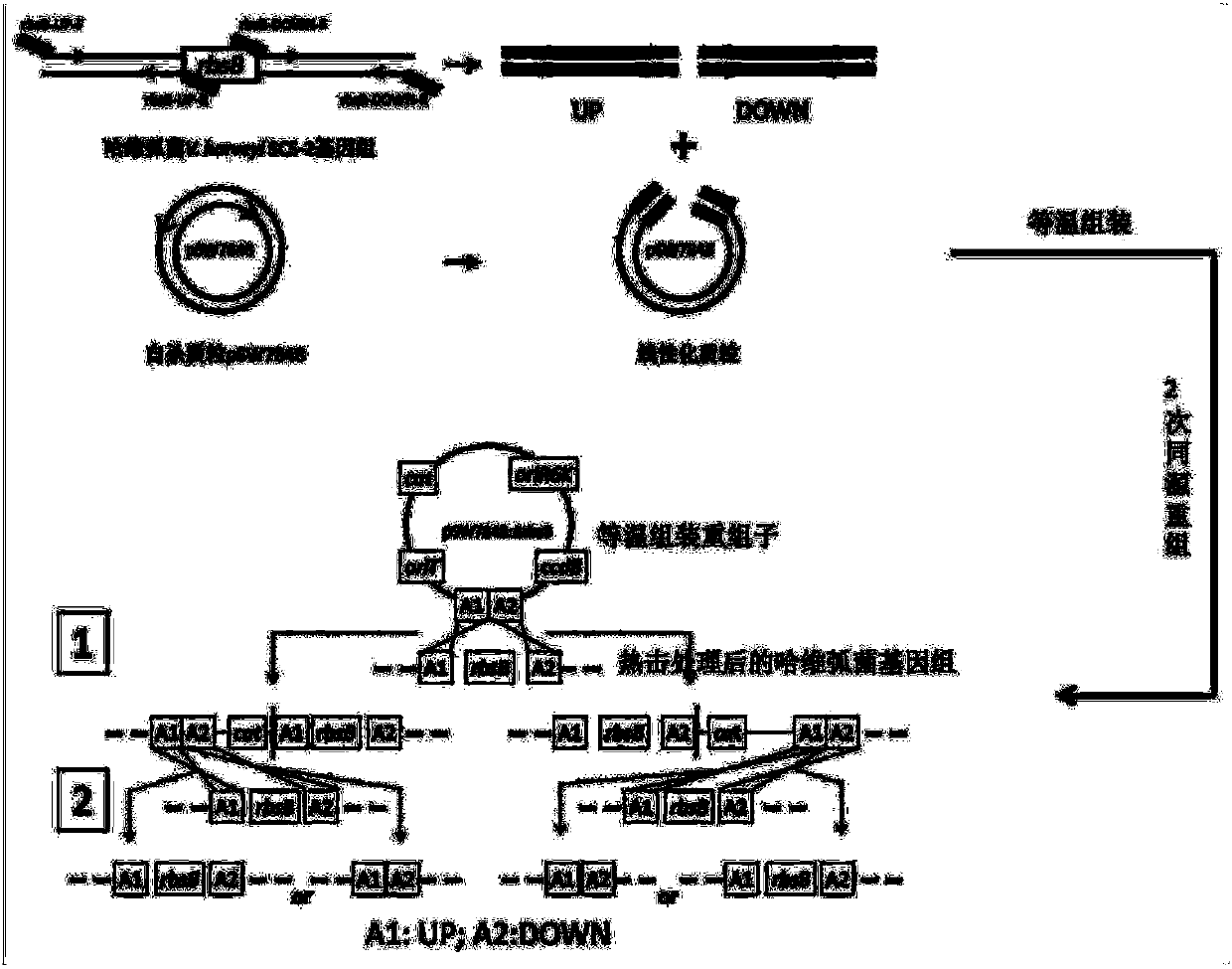 Thermal shock-based vibrio harveyi homologous recombinant gene knockout method