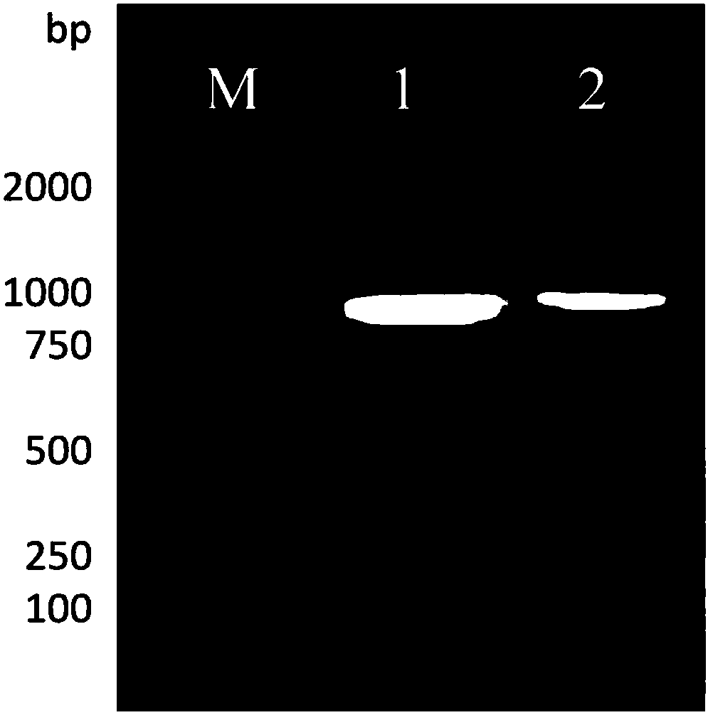 Thermal shock-based vibrio harveyi homologous recombinant gene knockout method