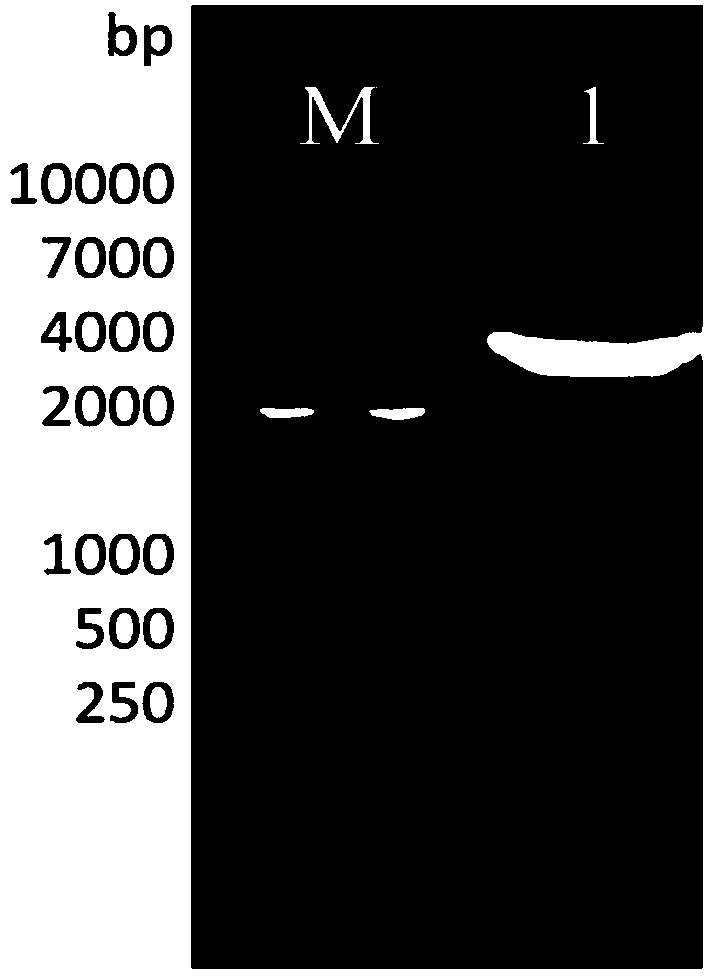 Thermal shock-based vibrio harveyi homologous recombinant gene knockout method