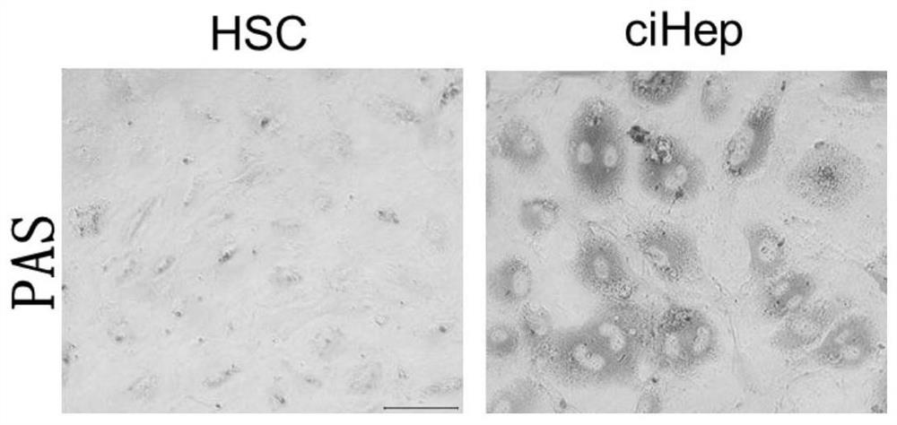 Chemical small molecule composition and method for directly reprogramming in-vitro and in-vivo chemically induced fibroblasts into hepatocytes