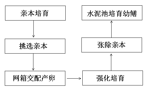 Finless eel net cage ecological breeding method