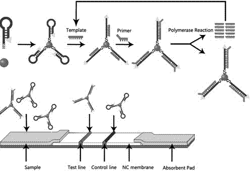 Isothermal chain multiple detection card of pathogen nucleic acid