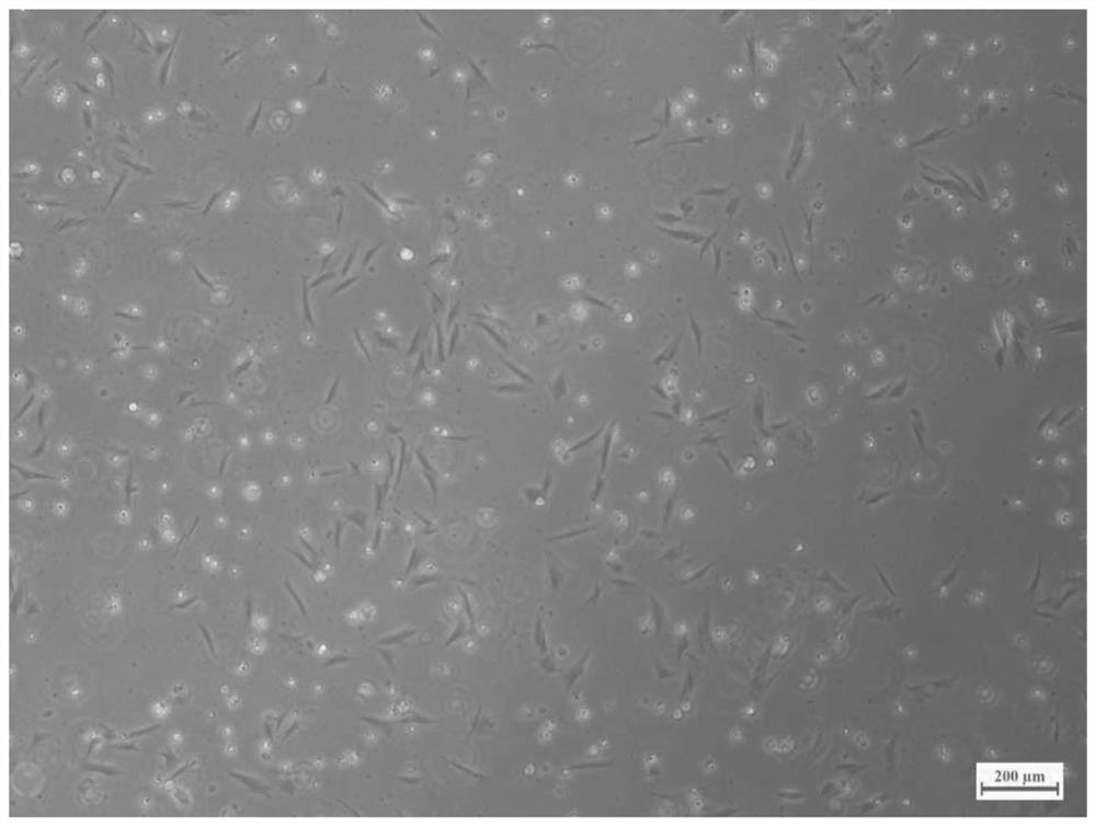 Large yellow croaker ovarian tissue cell line and application thereof