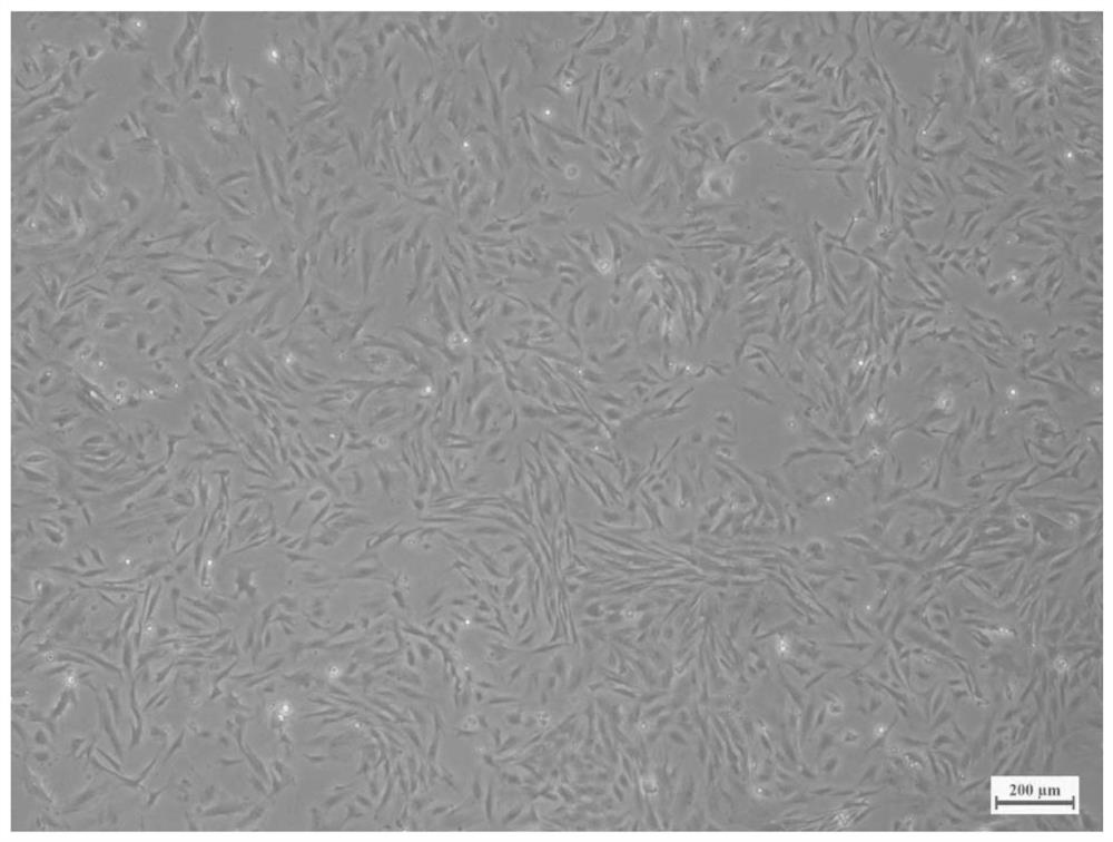 Large yellow croaker ovarian tissue cell line and application thereof