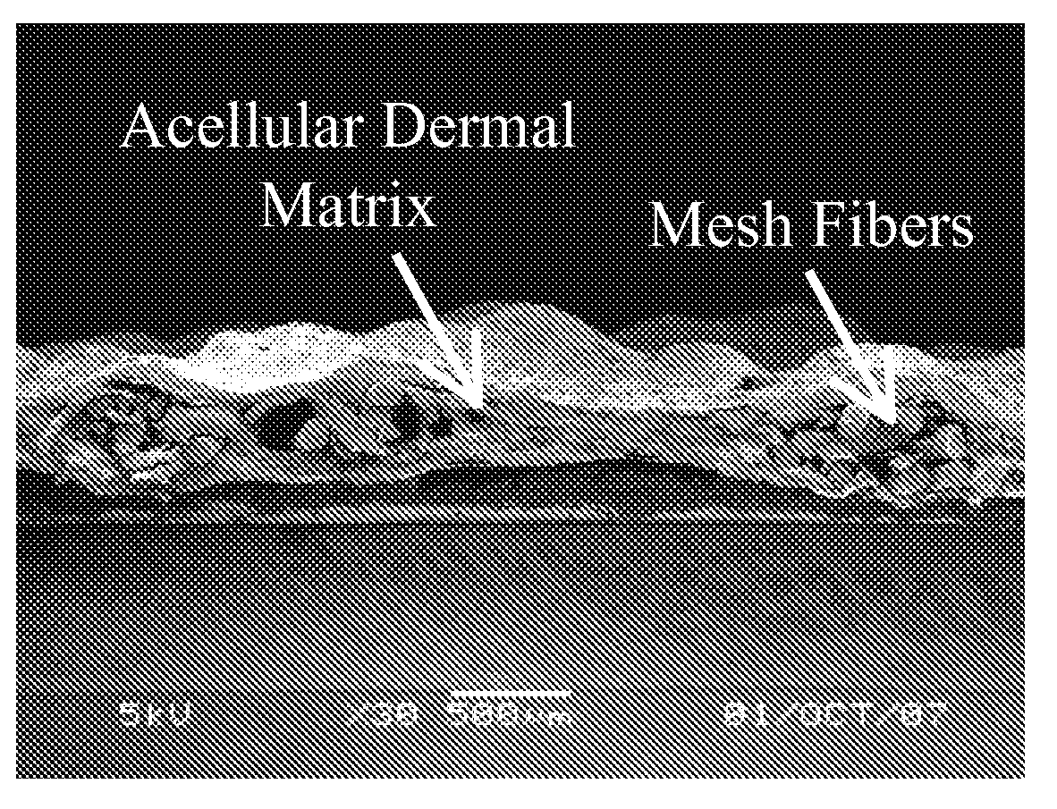 Method of manufacturing acellular matrix glue