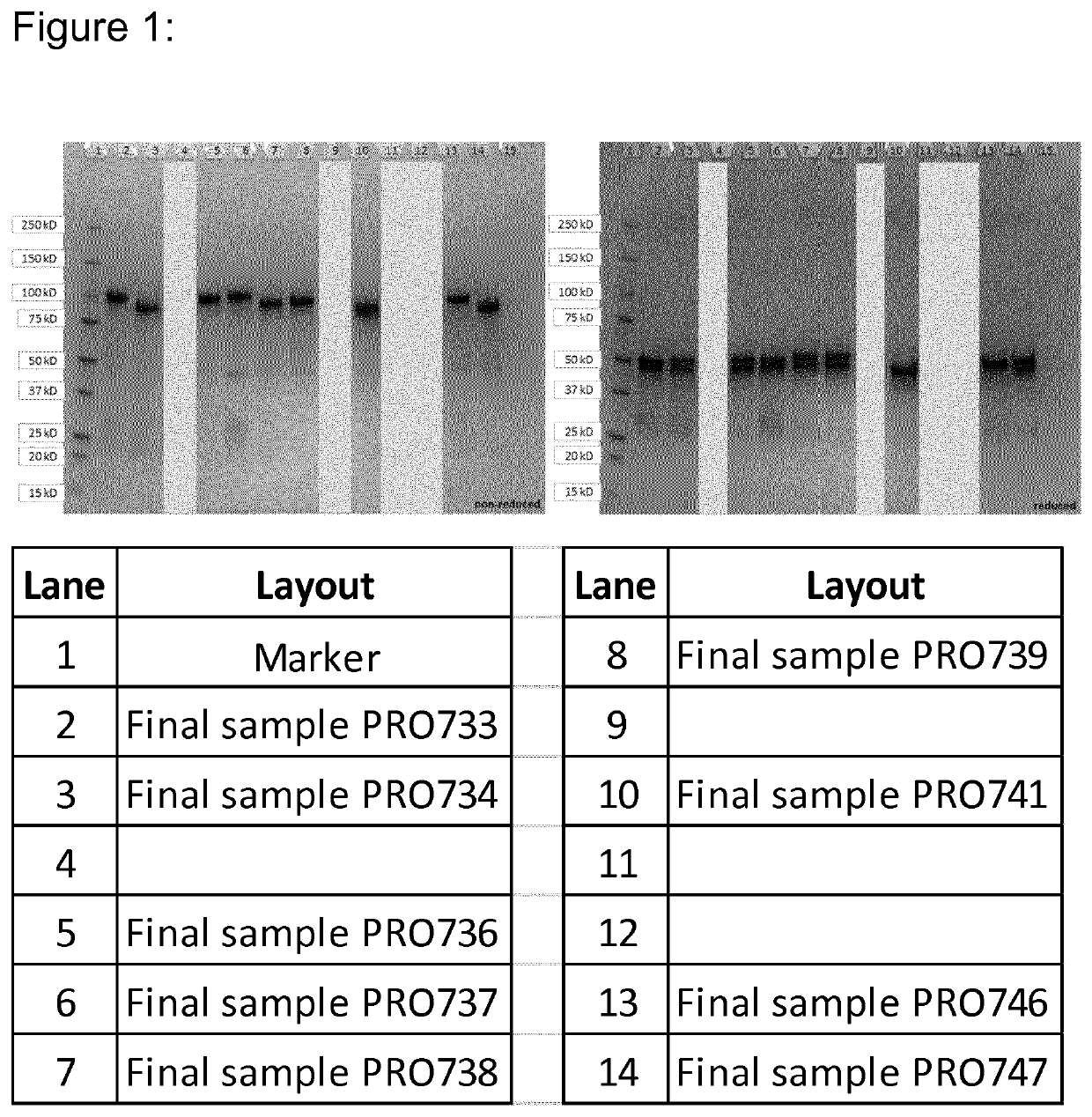 Hetero-dimeric multi-specific antibody format targeting at least cd3 and hsa