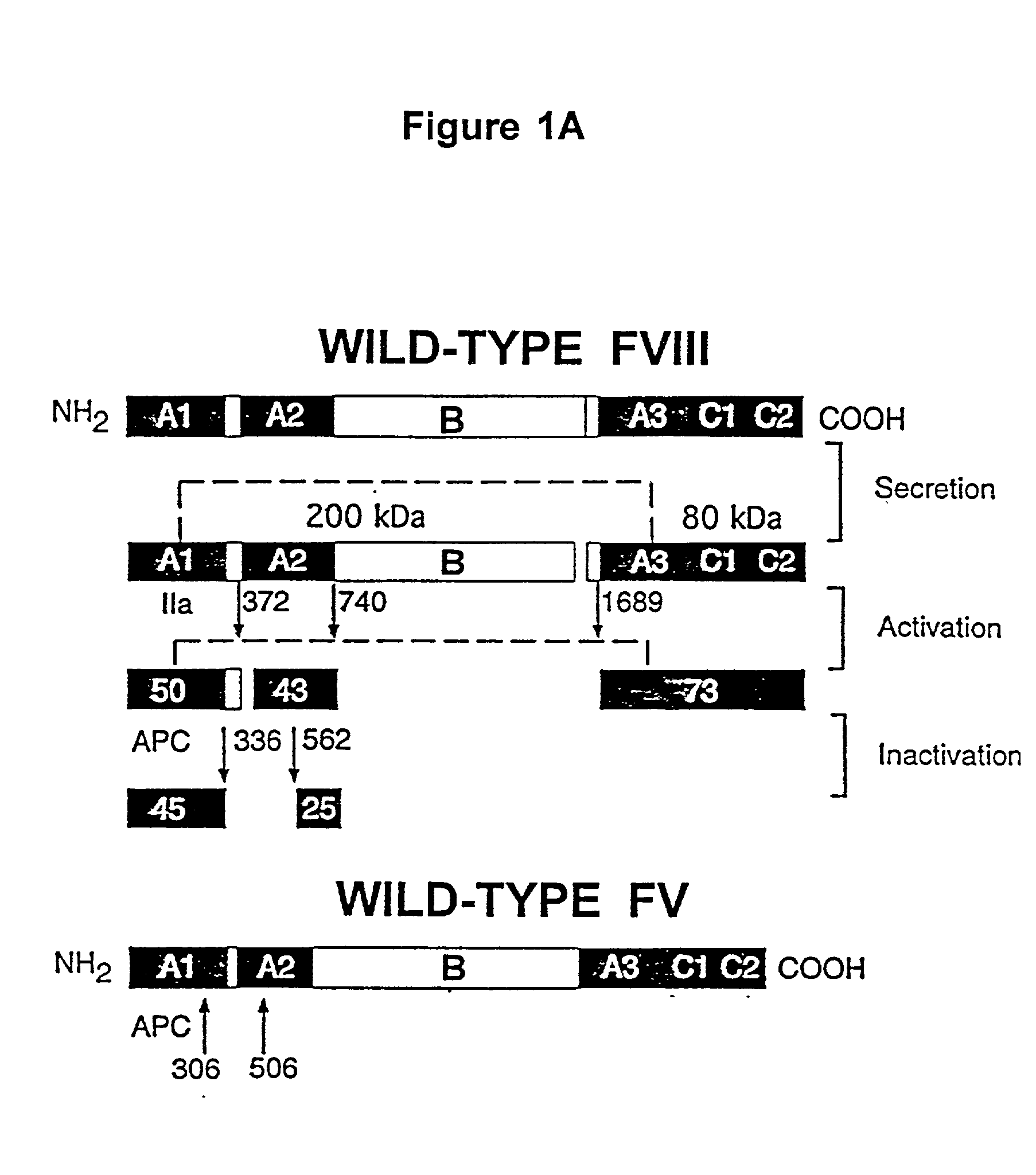 Inactivation resistant factor VIII related applications