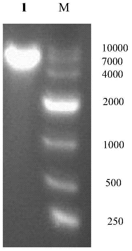 Efficient preparation method and applications of food-grade acid ureases