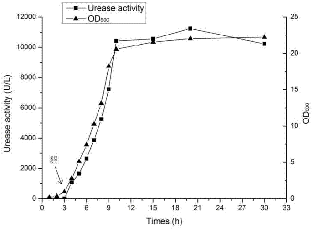 Efficient preparation method and applications of food-grade acid ureases