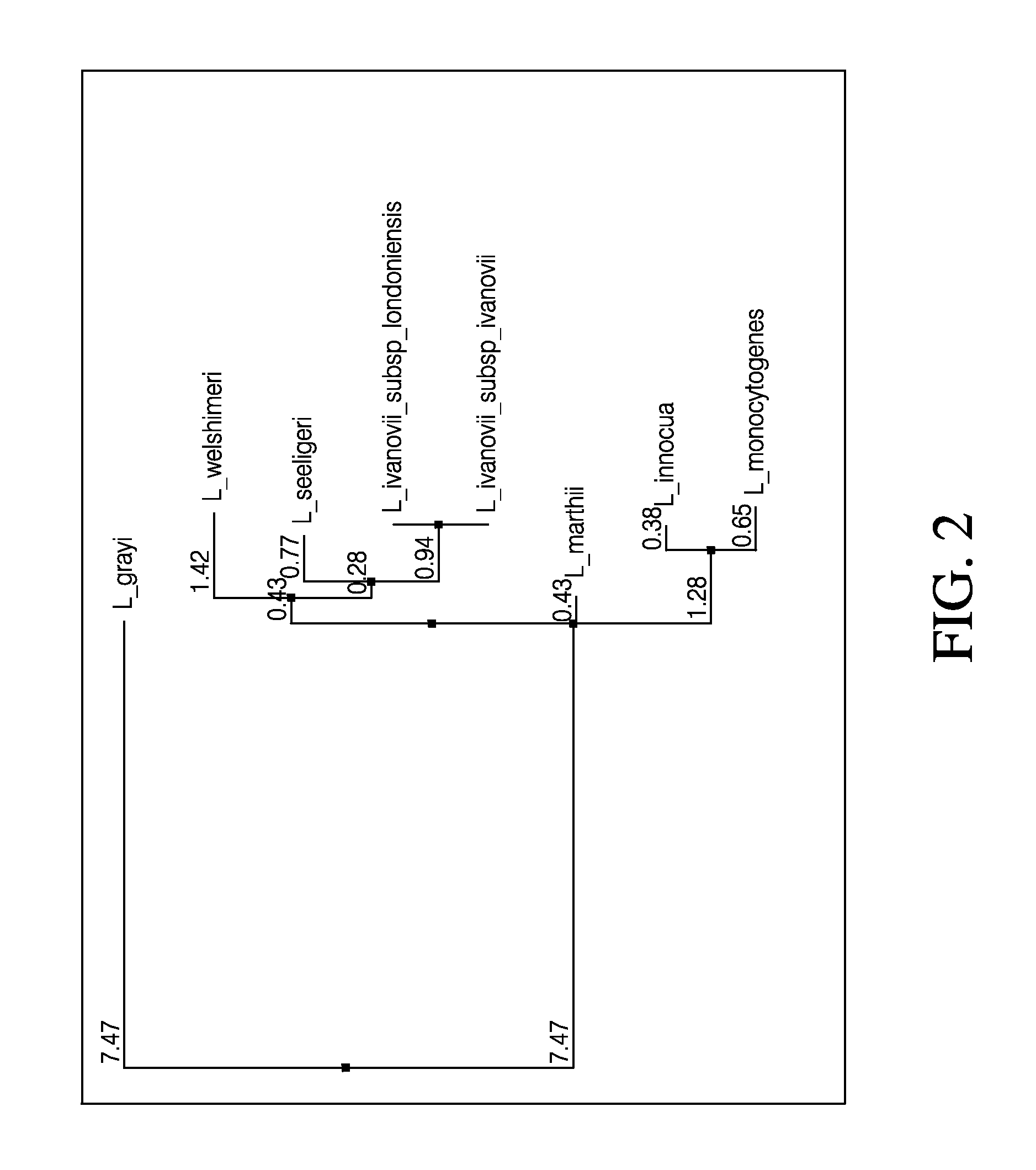 Detection of listeria species in food and environmental samples, methods and compositions thereof