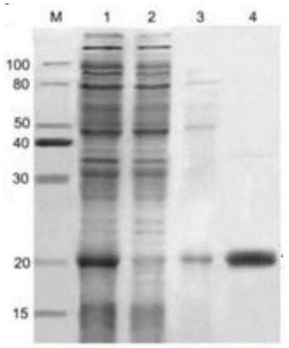 Recombinant antibacterial peptide, and preparation method and application of recombinant antibacterial peptide