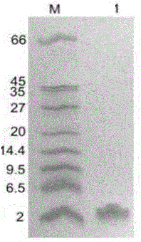 Recombinant antibacterial peptide, and preparation method and application of recombinant antibacterial peptide