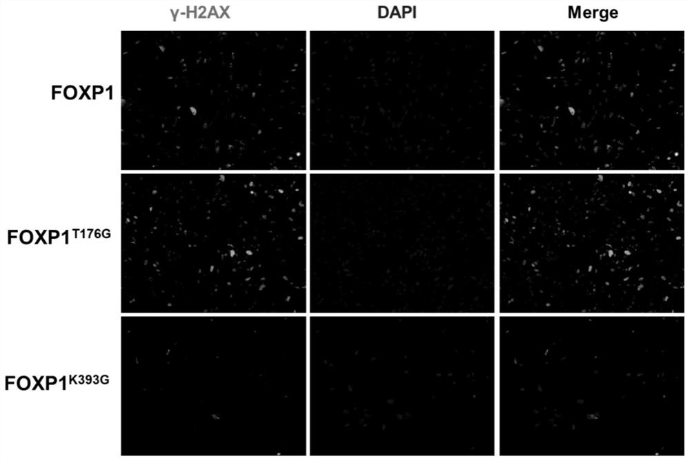 A method to delay the aging of mesenchymal stem cells through foxp1 gene editing and mutation