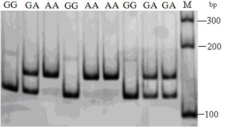 Method for rapidly improving number of eggs produced by Bian chicken through DNA (deoxyribonucleic acid) labeling