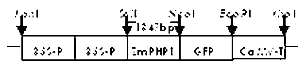 Low-phosphor stress response regulatory factor ZmPHR1, gene for coding the protein and application