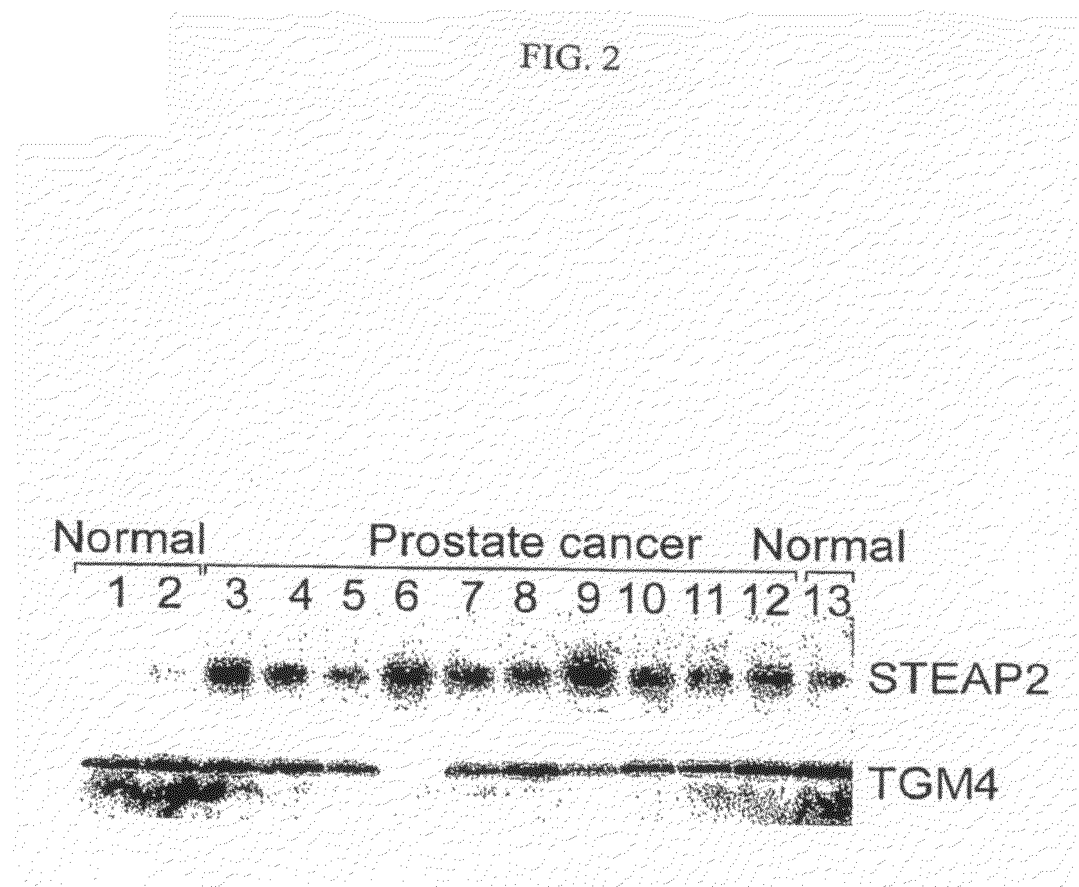 Organ-specific proteins and methods of their use