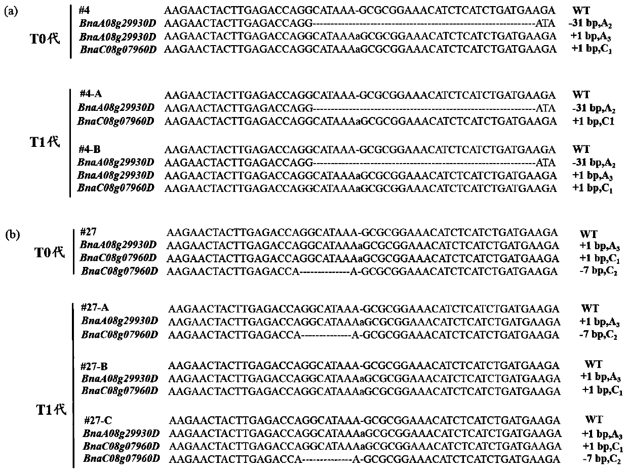 Method for obtaining yellow seed germplasm of brassica napus based on CRISPR/Cas9 technology