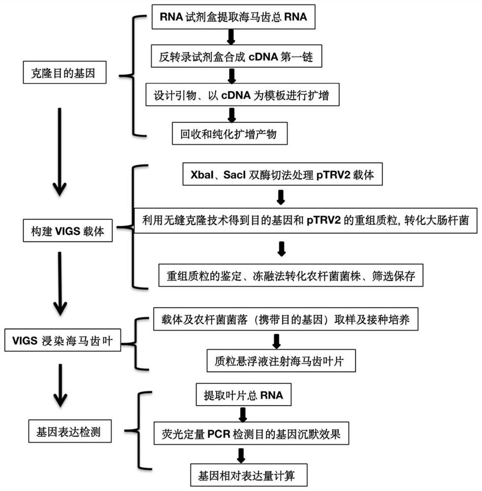 Sea purslane phytoene dehydrogenase gene and construction of VIGS silencing system