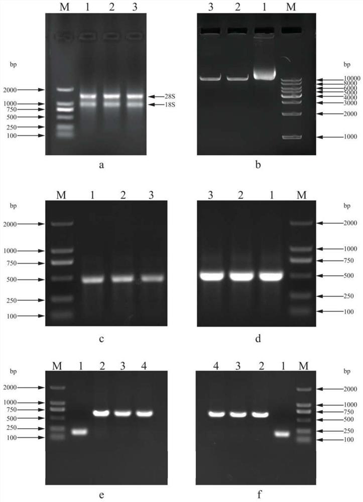 Sea purslane phytoene dehydrogenase gene and construction of VIGS silencing system