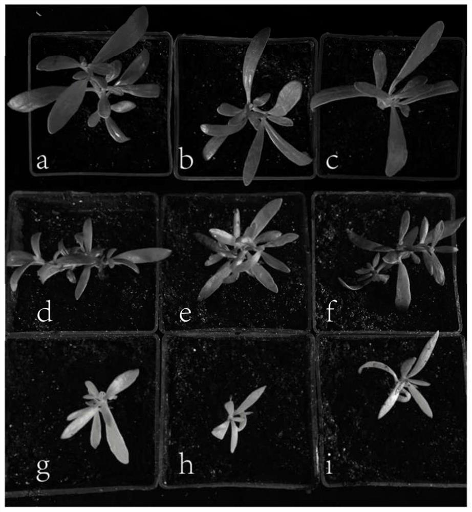 Sea purslane phytoene dehydrogenase gene and construction of VIGS silencing system