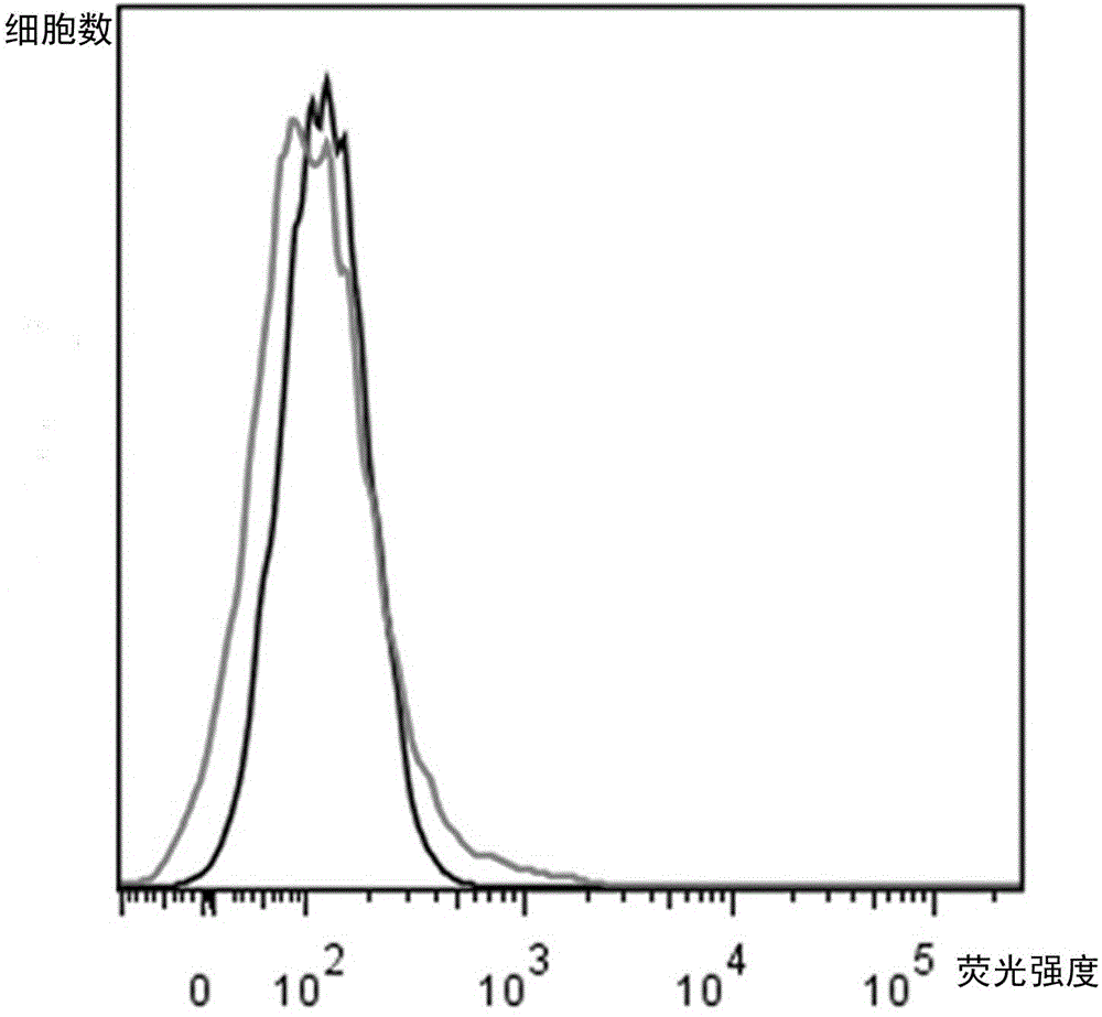 Application of menstrual blood stem cells in preparation of drugs for treating intrauterine adhesion