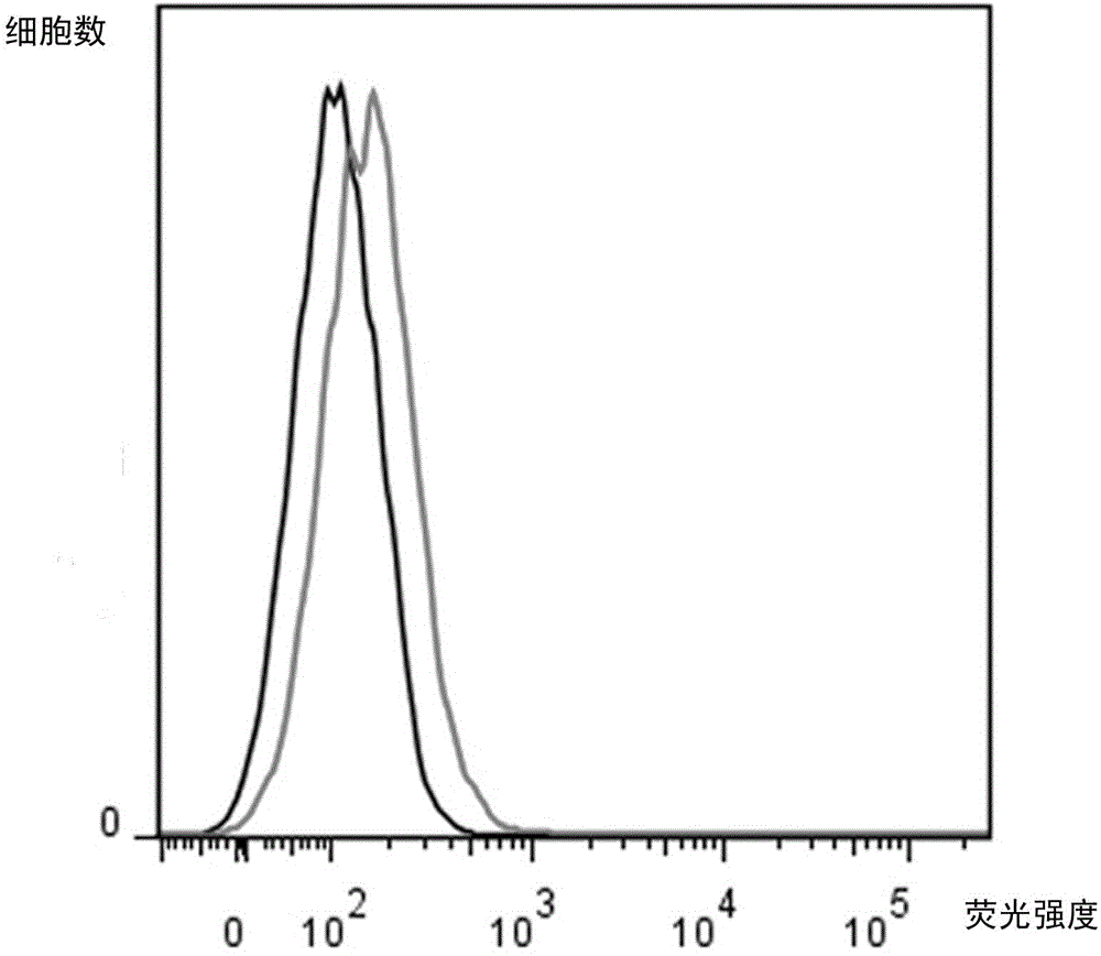 Application of menstrual blood stem cells in preparation of drugs for treating intrauterine adhesion