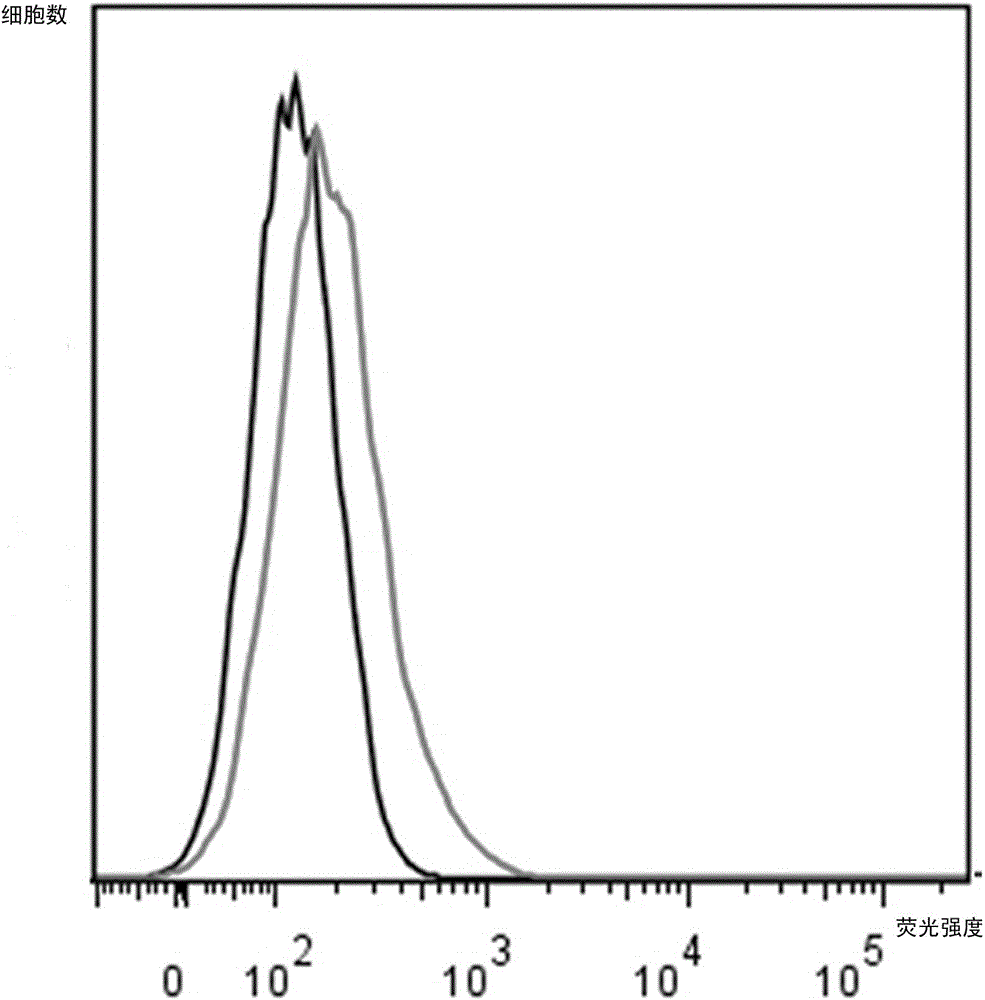 Application of menstrual blood stem cells in preparation of drugs for treating intrauterine adhesion