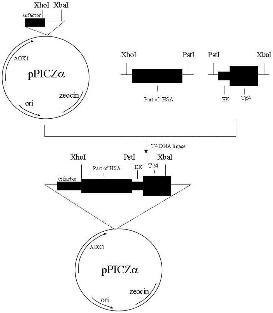 A method for recombinantly expressing and producing human thymosin in yeast