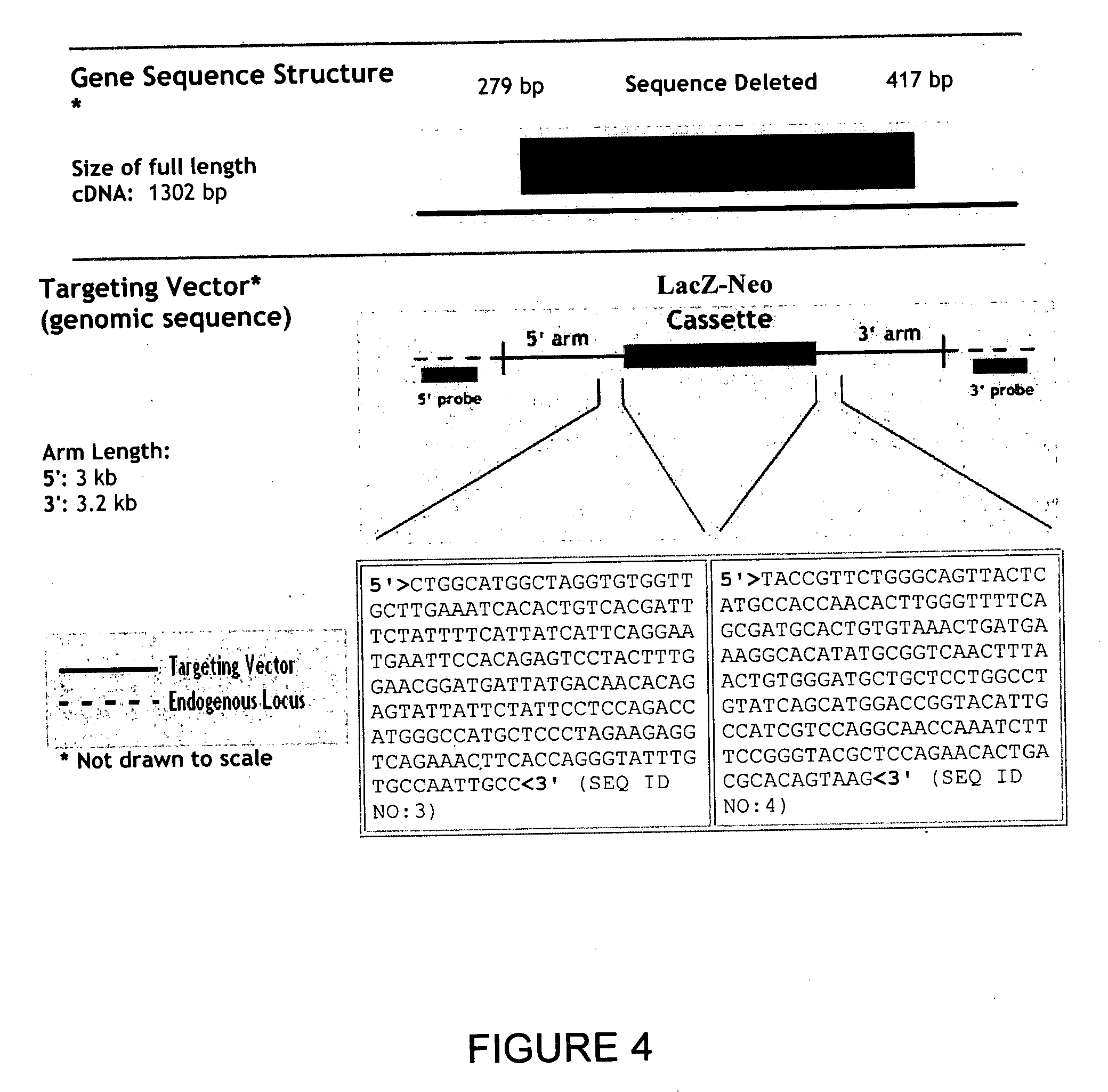 CCR6 chemokine receptor disruptions, compositions and methods relating thereto