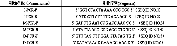 Method for extracting DNA of schistosome from feces and rapid identification LF-RPA method of method