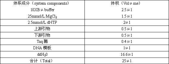 Method for extracting DNA of schistosome from feces and rapid identification LF-RPA method of method