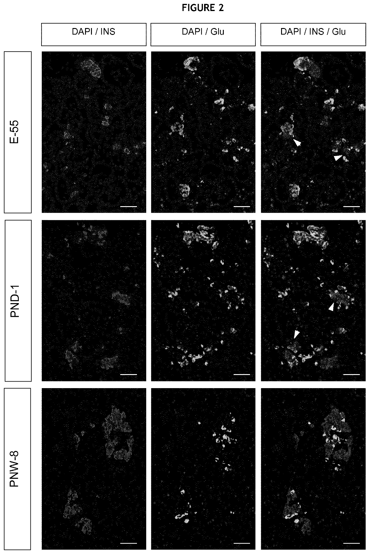 Production of a canine beta cell line from an immature pancreas