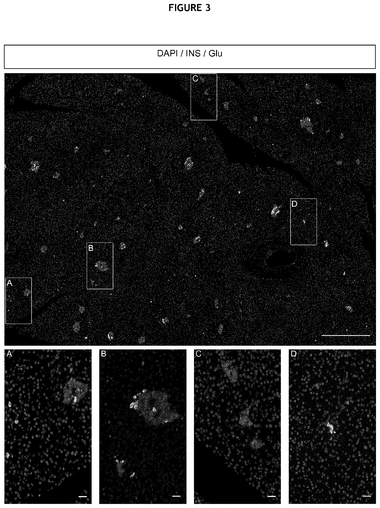 Production of a canine beta cell line from an immature pancreas