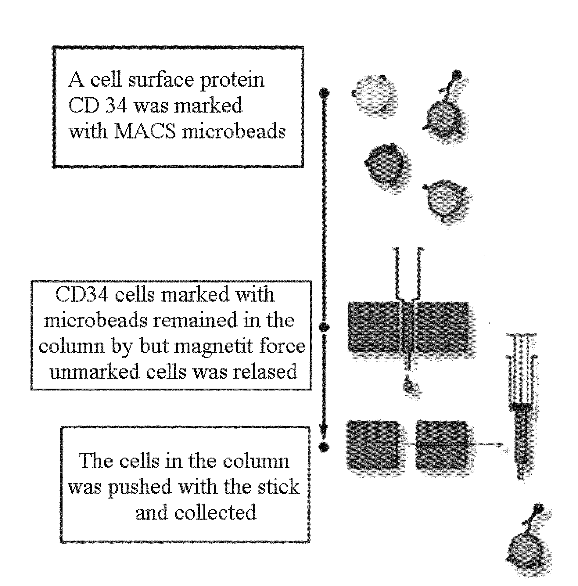 Method For Isolation of a Hair Follicle Stem Cell and a Composition For Hair Reproduction