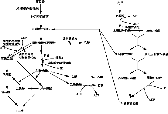 Genetic engineering bacterium for producing succinic acid and method for producing succinic acid by fermentation of genetic engineering bacteria