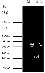 Genetic engineering bacterium for producing succinic acid and method for producing succinic acid by fermentation of genetic engineering bacteria