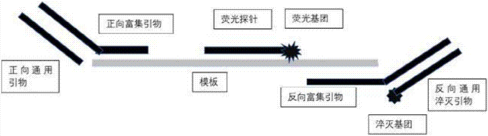 Primer, fluorescent probe and method for detecting target nucleic acid sequences