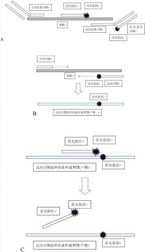 Primer, fluorescent probe and method for detecting target nucleic acid sequences