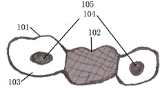 Novel membrane-pressing type space maintainer