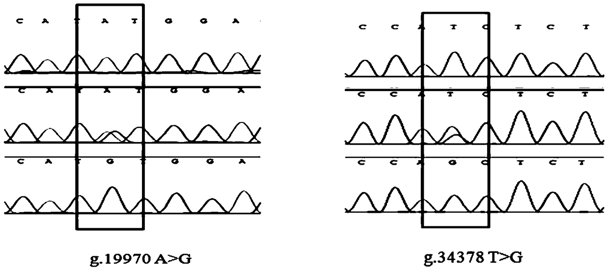 A set of SNP molecular markers for screening and/or detecting ejaculatory volume and fresh sperm motility of breeding bulls