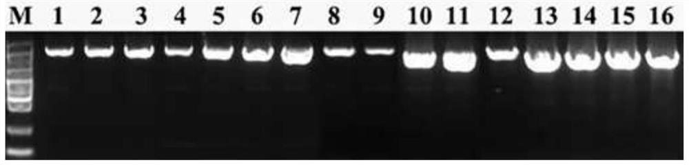 Method for preventing and treating aquatic plant tissue culture pollution bacteria