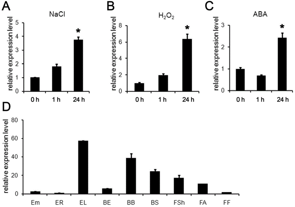 Wheat salt-tolerant gene TaBASS2 and application thereof