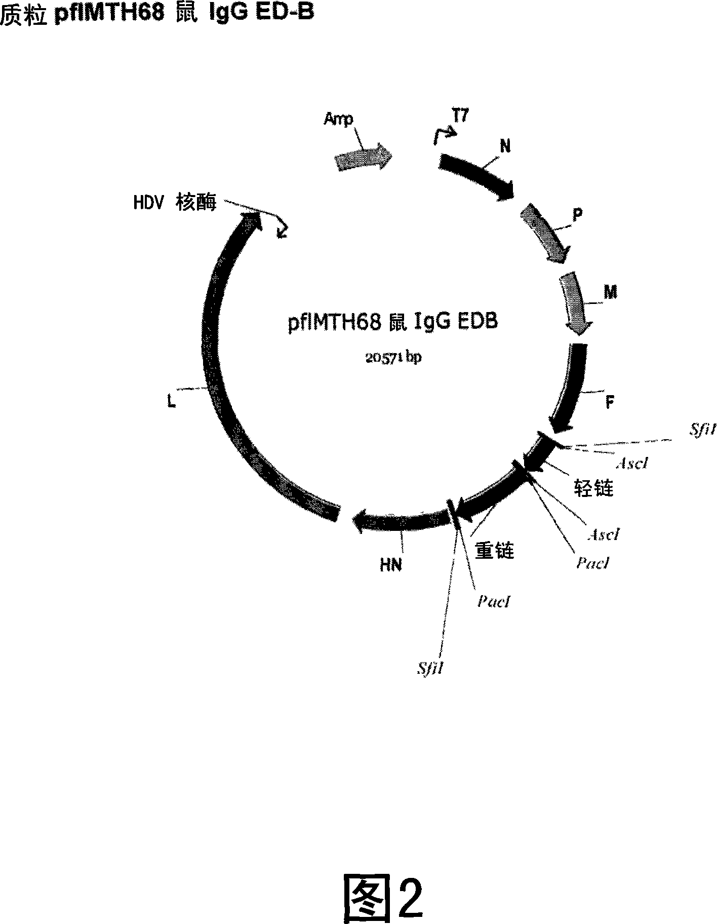 Recombinant newcastle disease virus