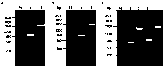 A construction method of attenuated Salmonella typhimurium and its obtained strain and application