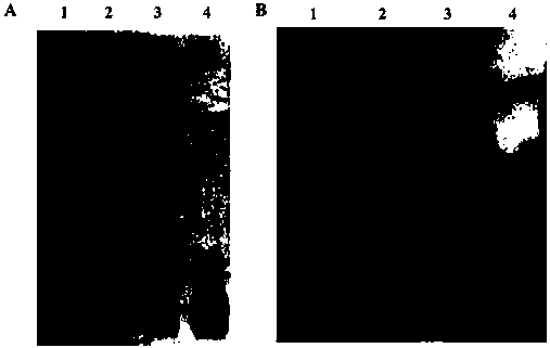 A construction method of attenuated Salmonella typhimurium and its obtained strain and application