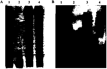 A construction method of attenuated Salmonella typhimurium and its obtained strain and application