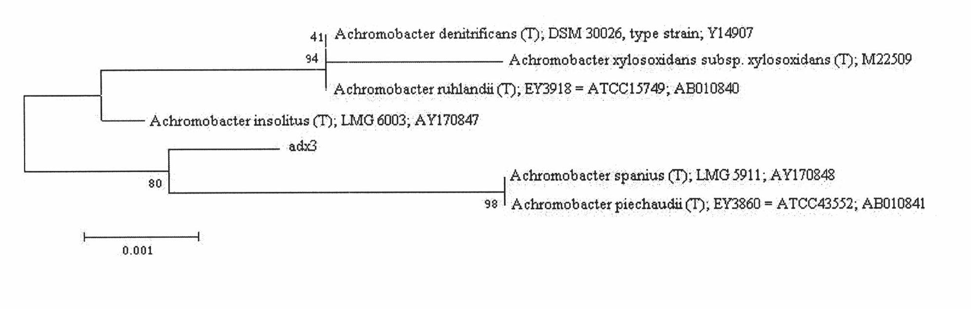 Achromobacter capable of degrading aniline and application thereof