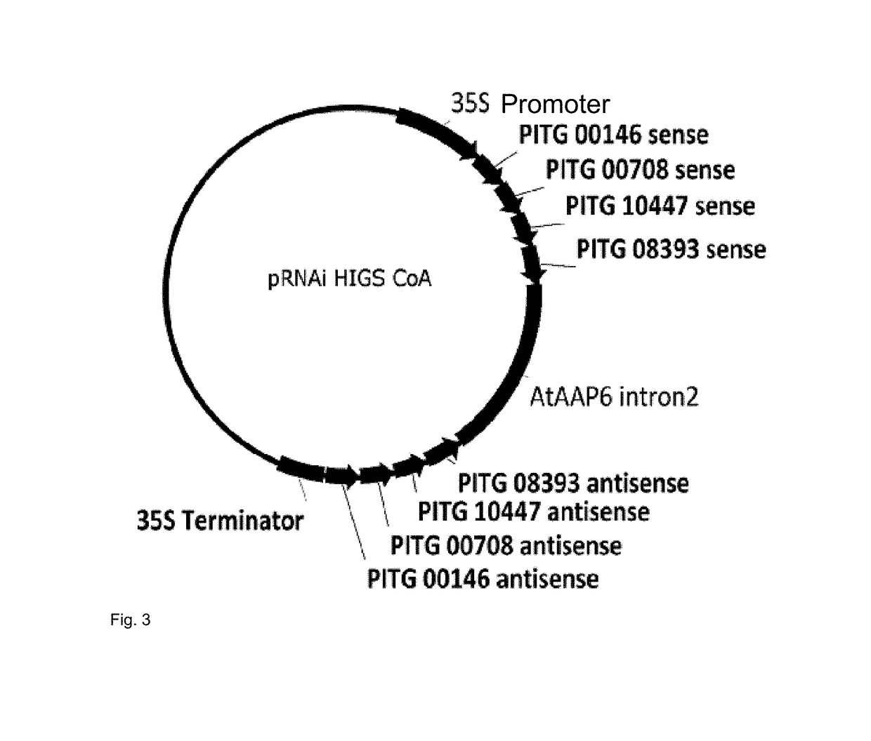 Transgenic plant of the species solanum tuberosum with resistance to phytophthora