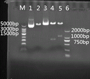 A kind of porcine epidemic diarrhea recombinant baculovirus genetically engineered subunit vaccine and its preparation method and application