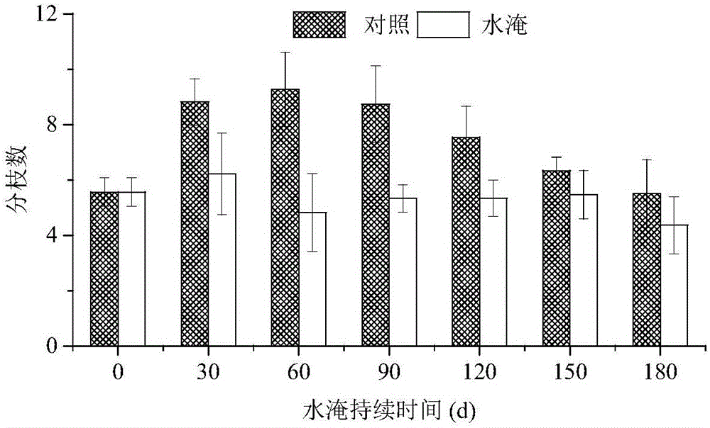 Restoring method for plateau reservoir hydro fluctuation belt through Knotgrass